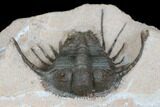 Spiny Cyphaspides Trilobite - Jorf, Morocco #179896-6